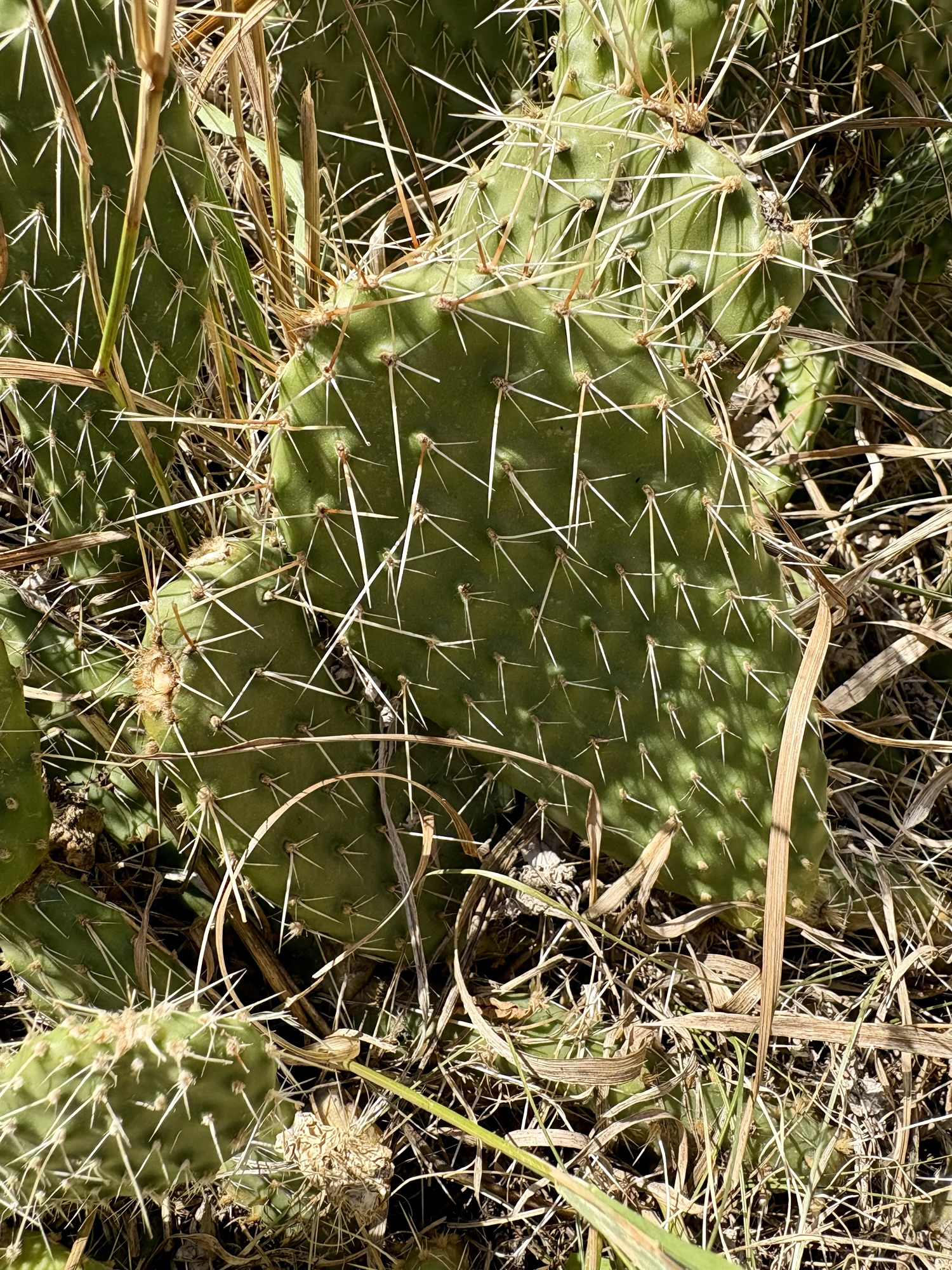 Prickly Pear