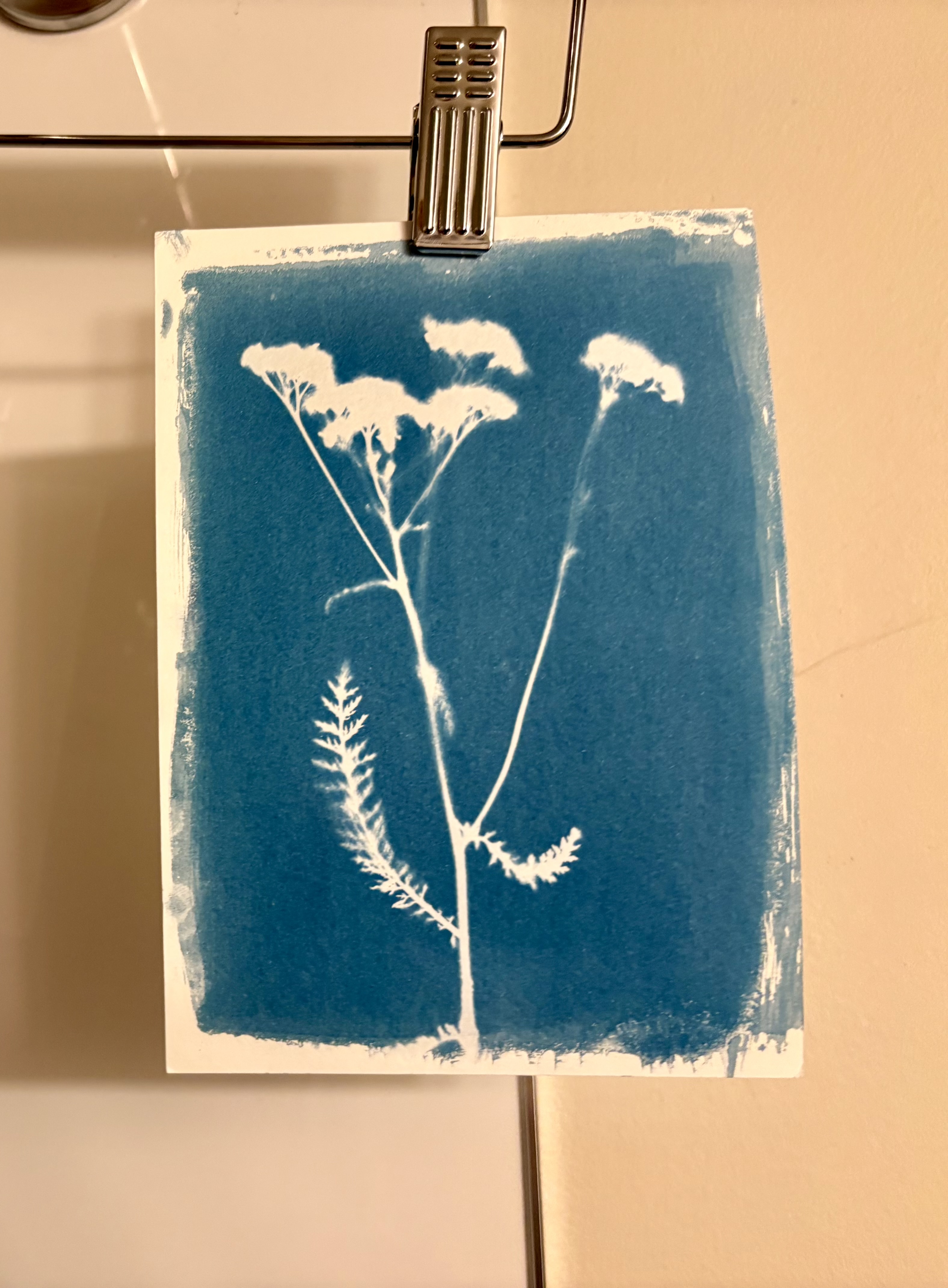 First cyanotypes with yarrow